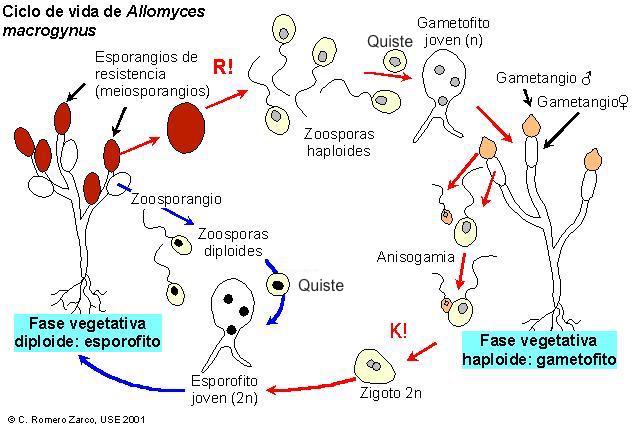 Allomyces