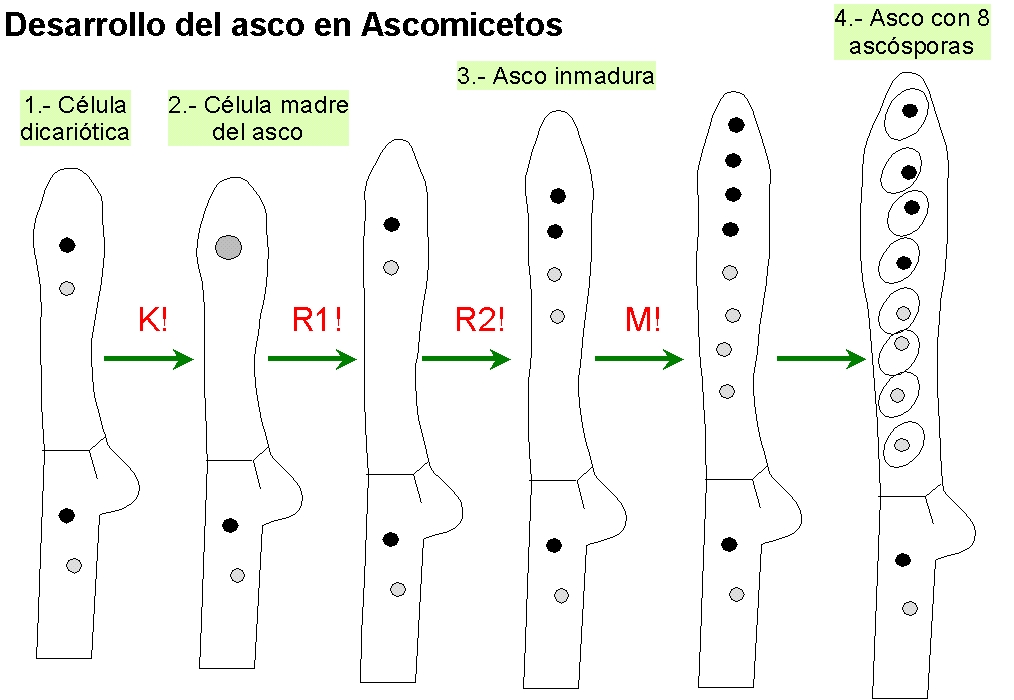 Formacin de ascosporas