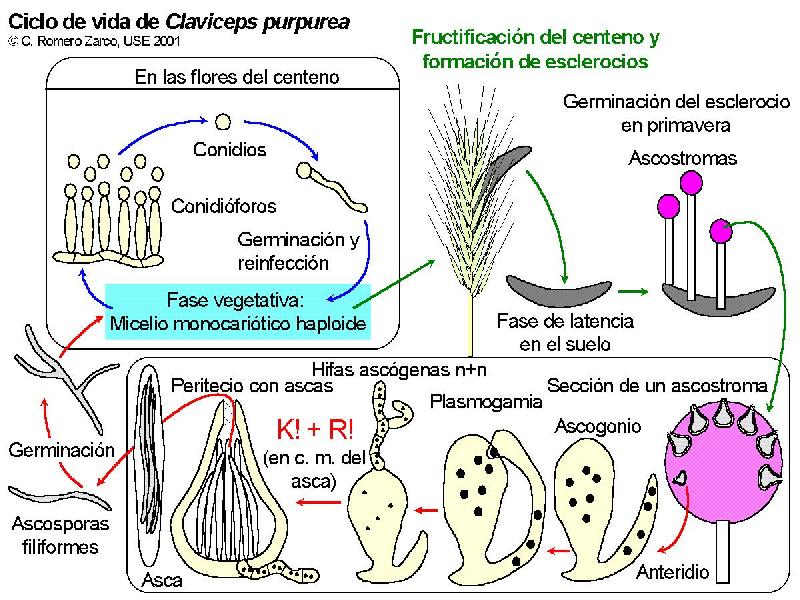 Ciclo de Claviceps