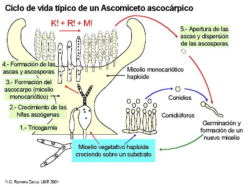 Ciclo de Peziza