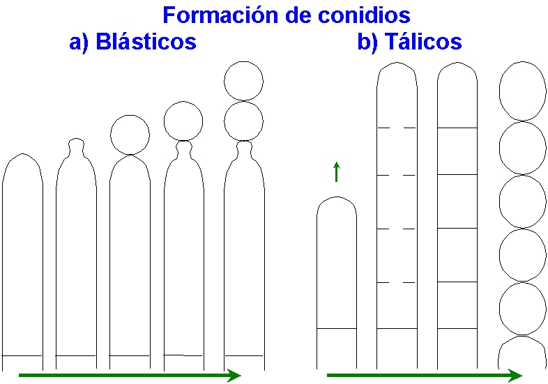 Conidios