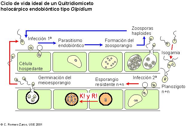 Ciclo de Olpidium