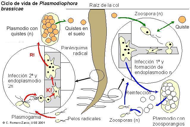 Ciclo de Plasmodiophora