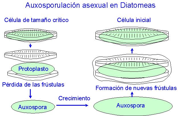 Auxoesporulacin asexual