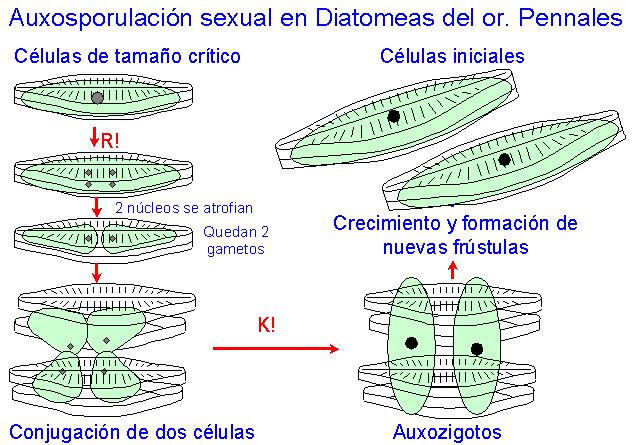Conjugacin en Pennales