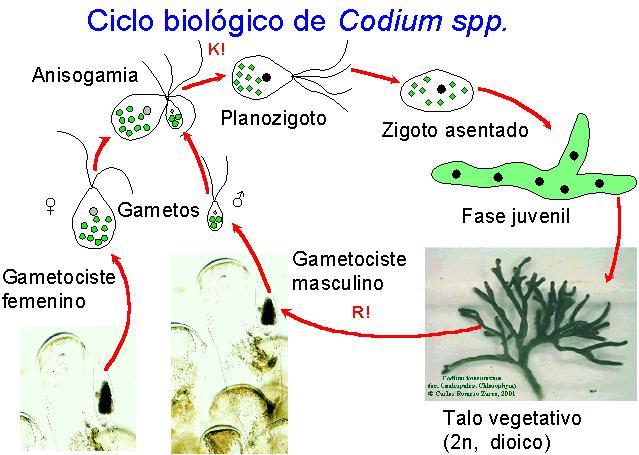 Ciclo de Codium