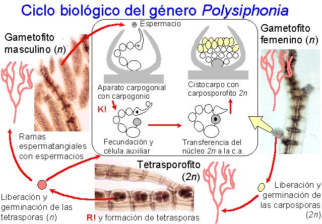 Ciclo de Polysophonia