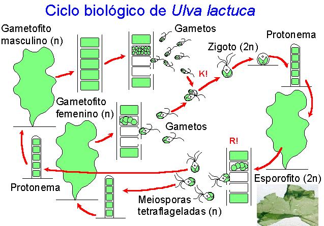 Ciclo de Ulva