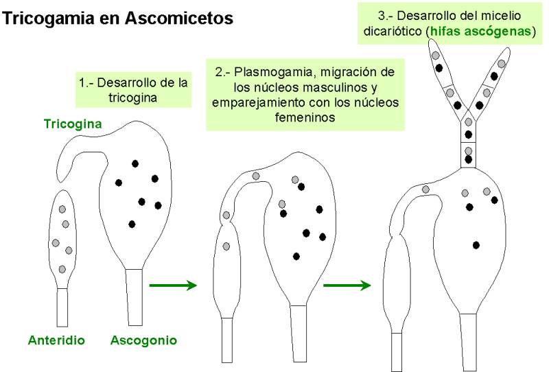 Tricogamia