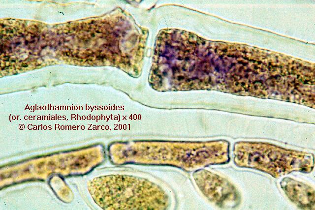 Aglaothamnion byssoides