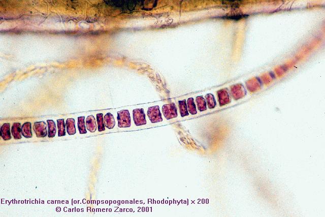 Erytrotrichia